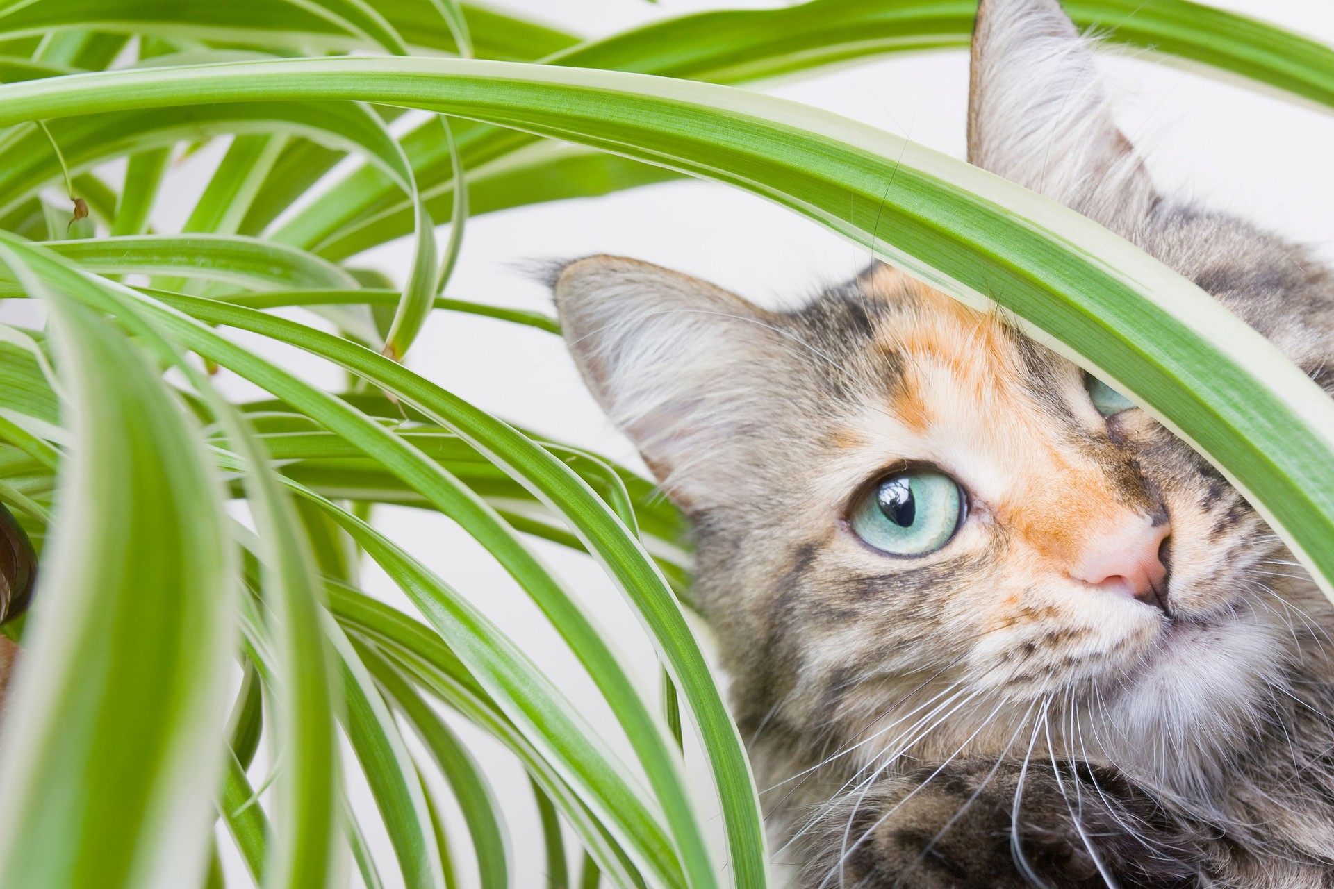 Close up of cats face looking through house plant